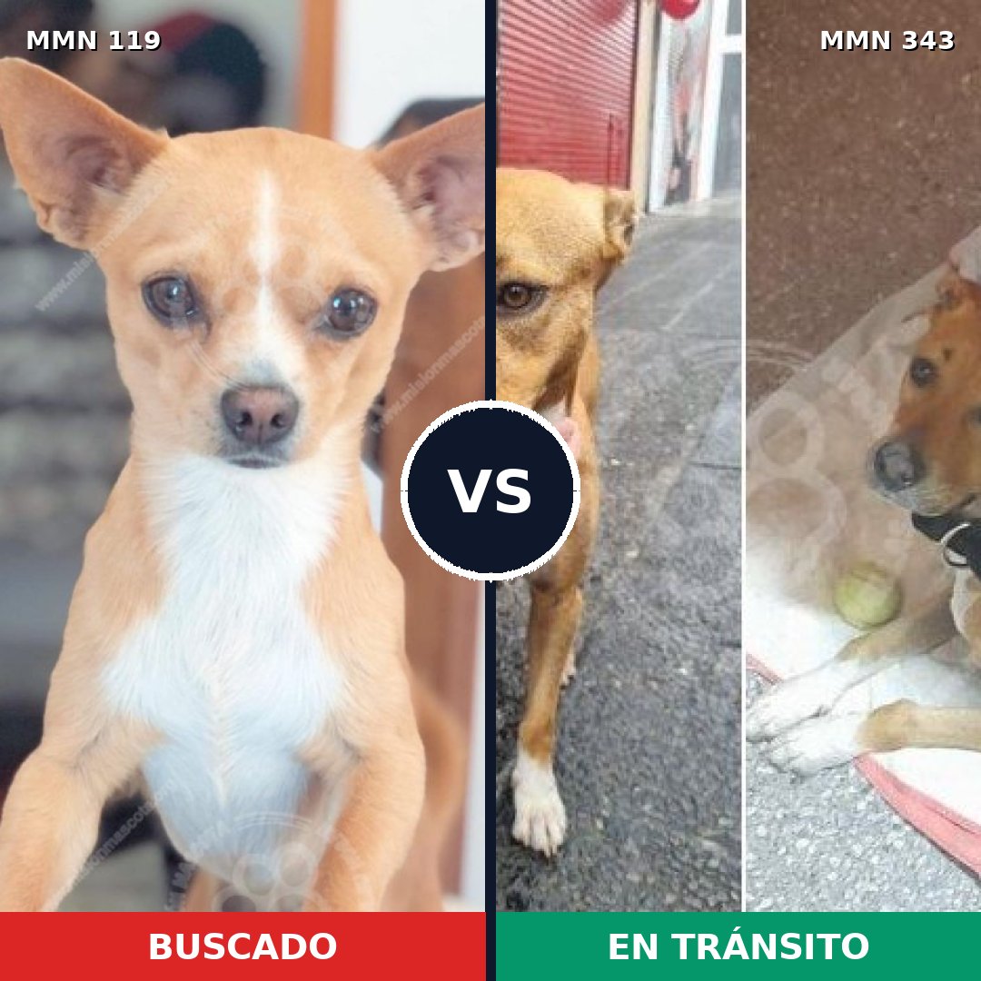Comparativa MMS 2986: mascota perdida y mascota encontrada, 48% de similitud