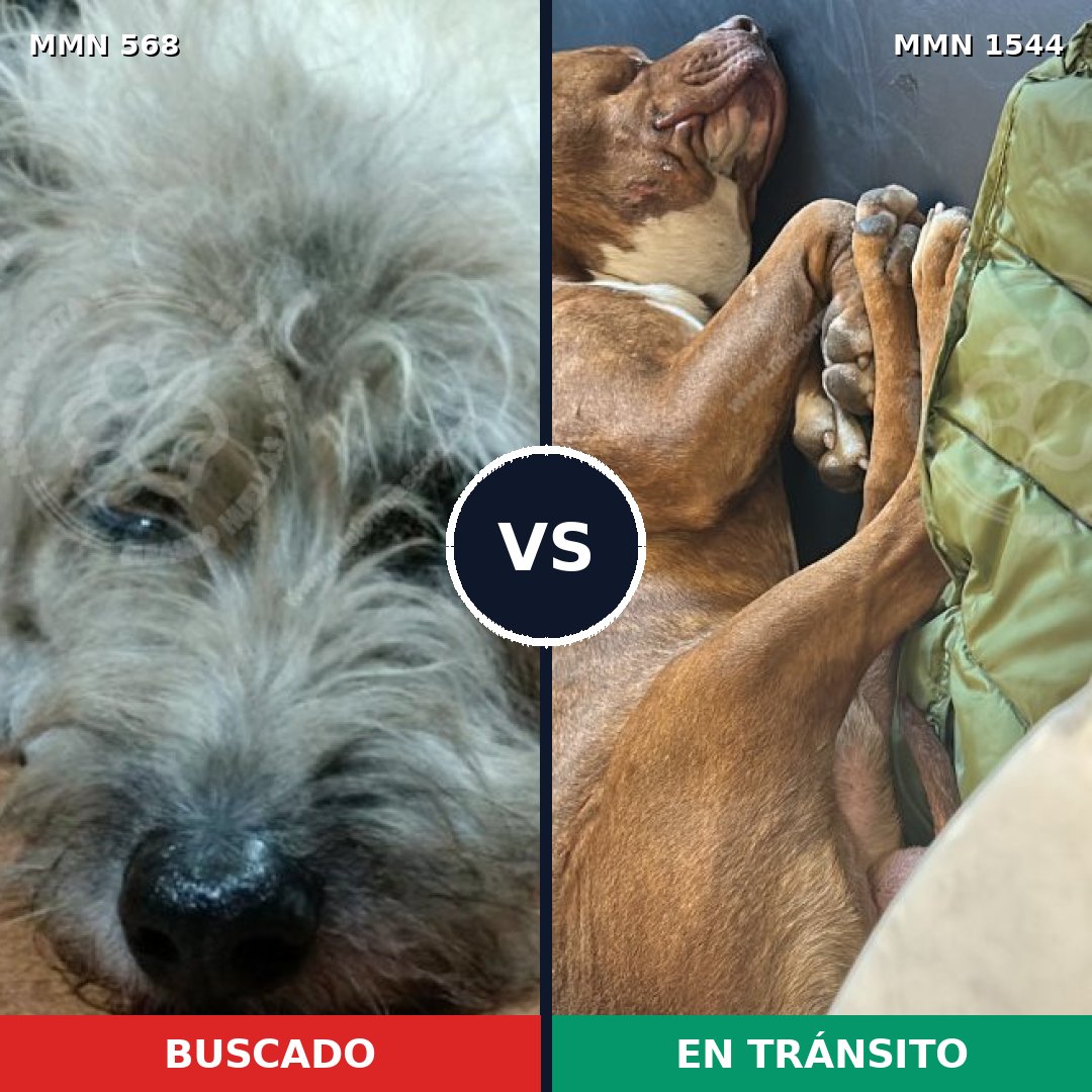 Comparativa MMS 29861: mascota perdida y mascota encontrada, 36% de similitud