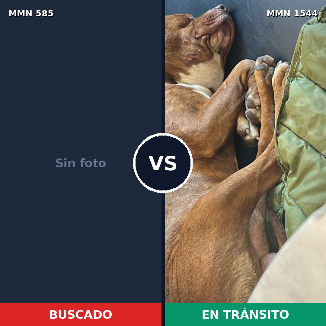 Comparativa MMS 29862: mascota perdida y mascota encontrada, 43% de similitud