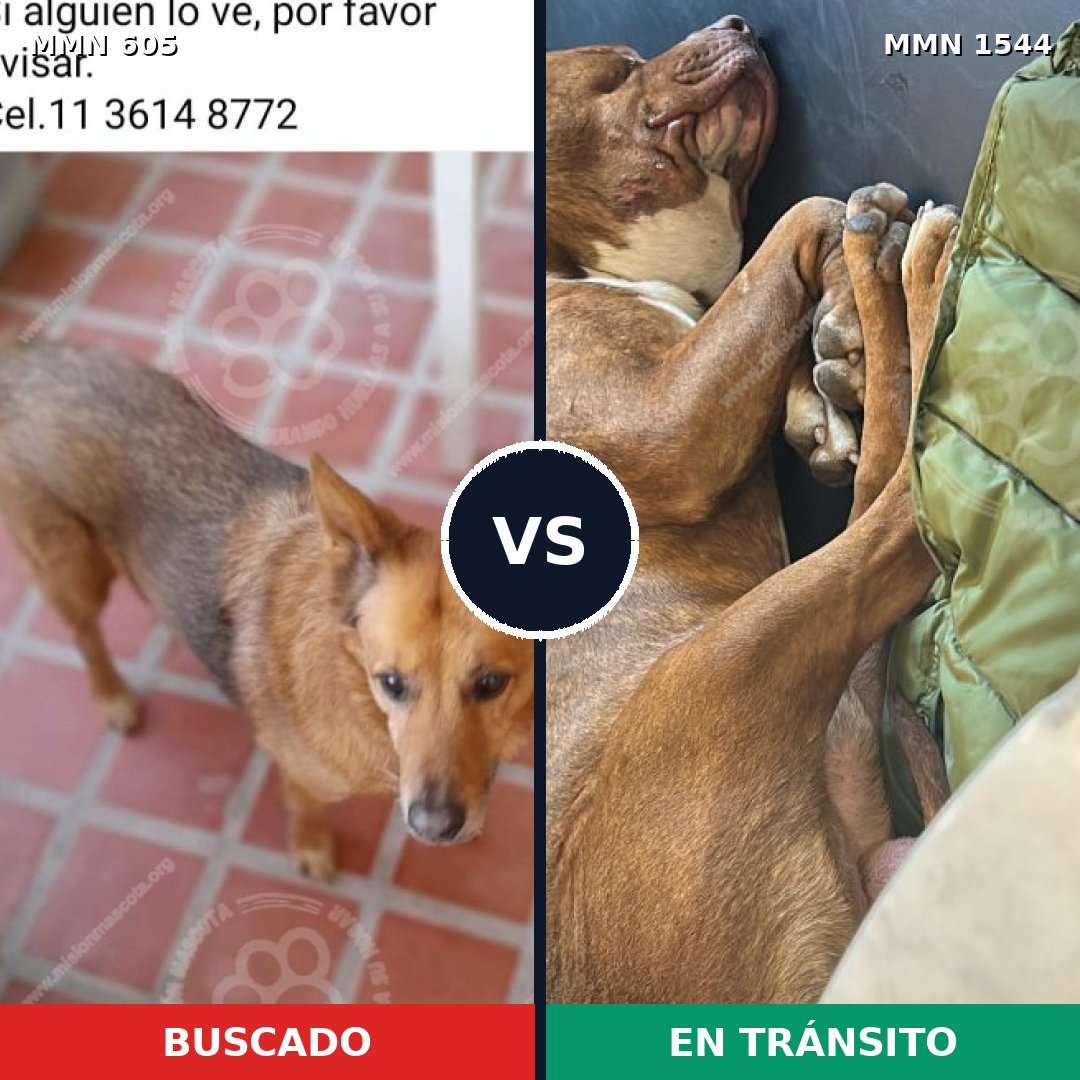 Comparativa MMS 29863: mascota perdida y mascota encontrada, 44% de similitud