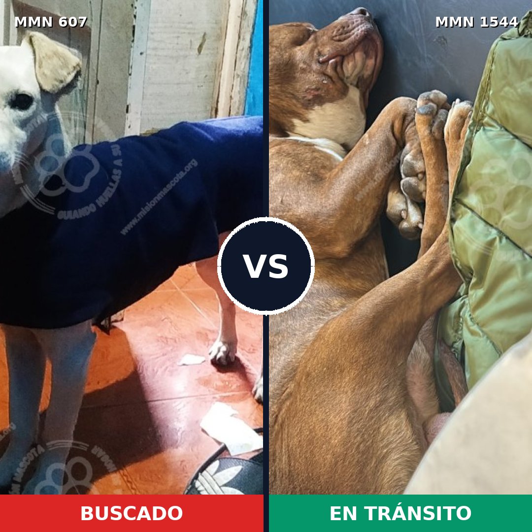 Comparativa MMS 29864: mascota perdida y mascota encontrada, 48% de similitud