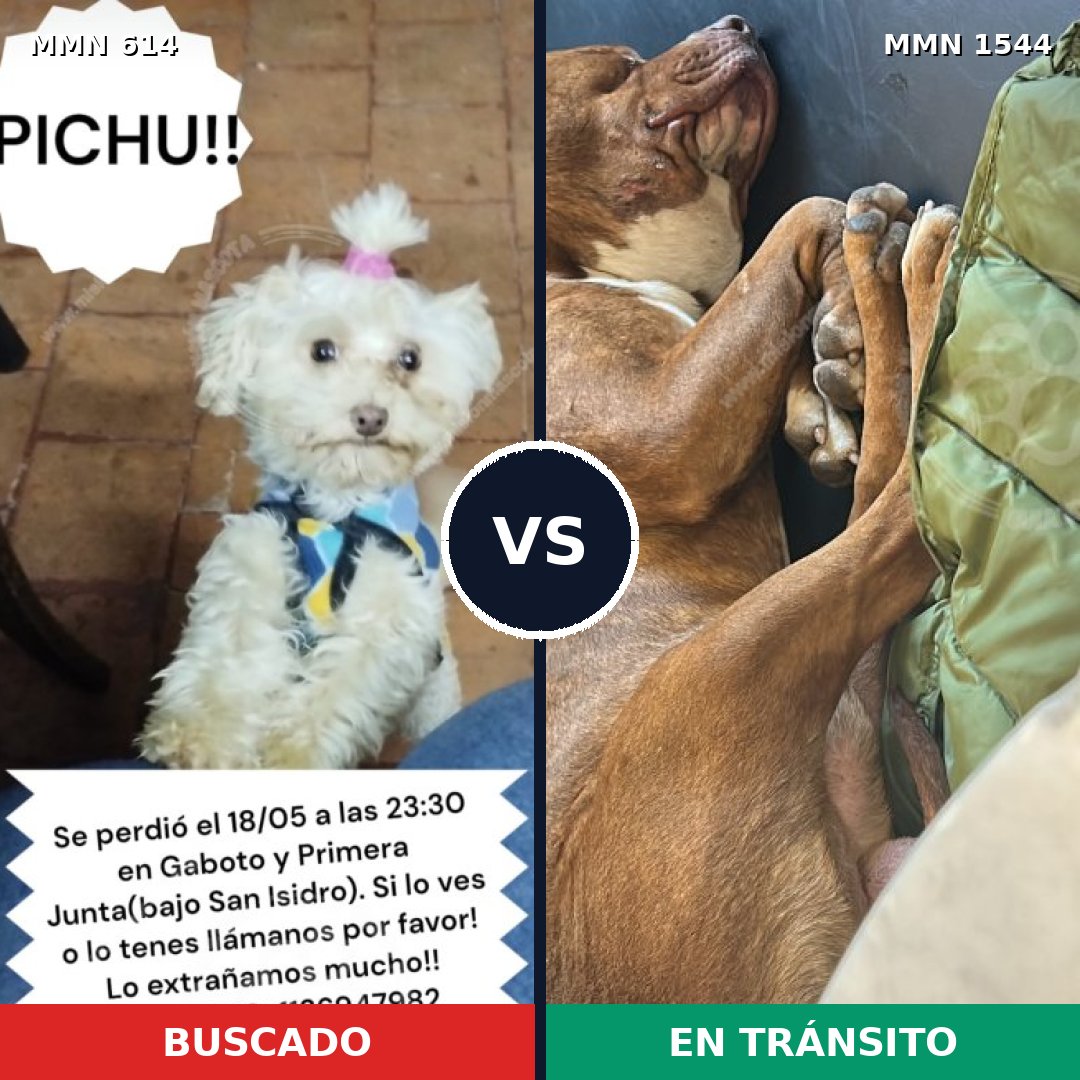 Comparativa MMS 29866: mascota perdida y mascota encontrada, 41% de similitud