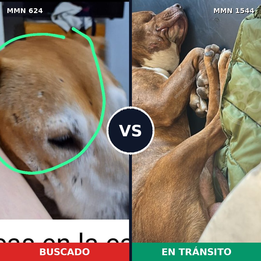Comparativa MMS 29867: mascota perdida y mascota encontrada, 76% de similitud