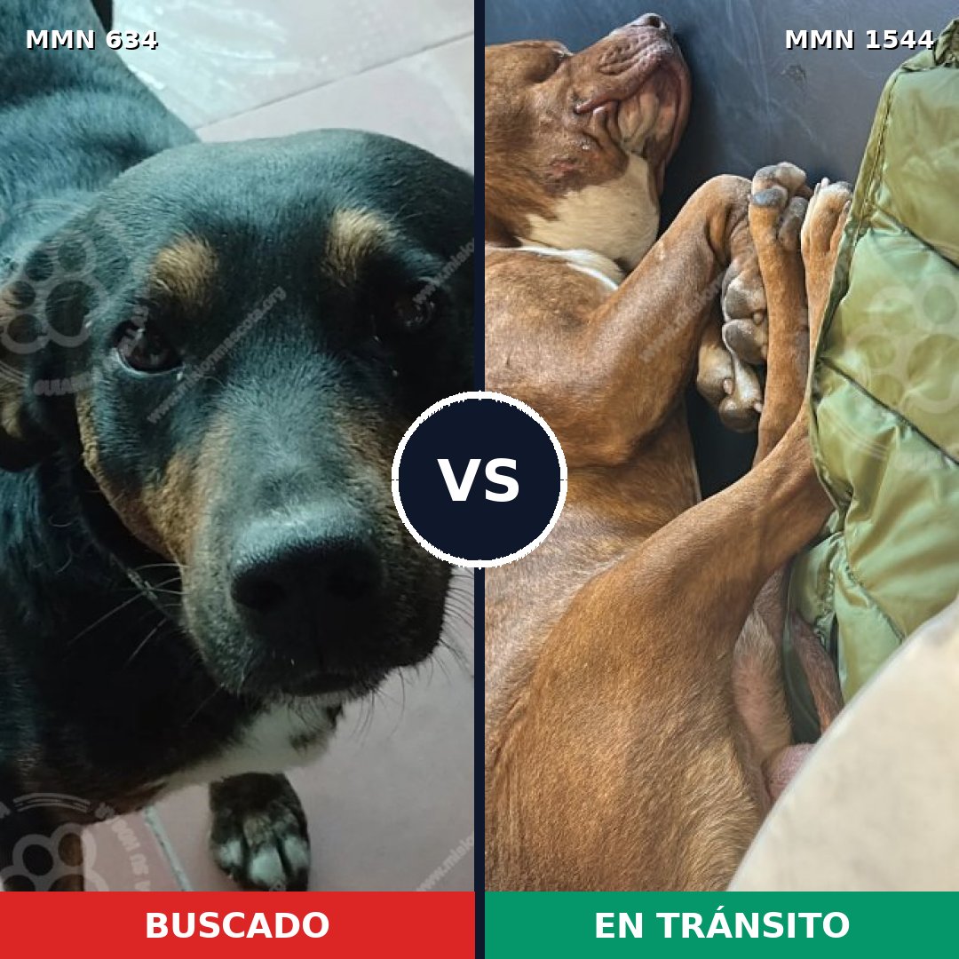 Comparativa MMS 29868: mascota perdida y mascota encontrada, 34% de similitud