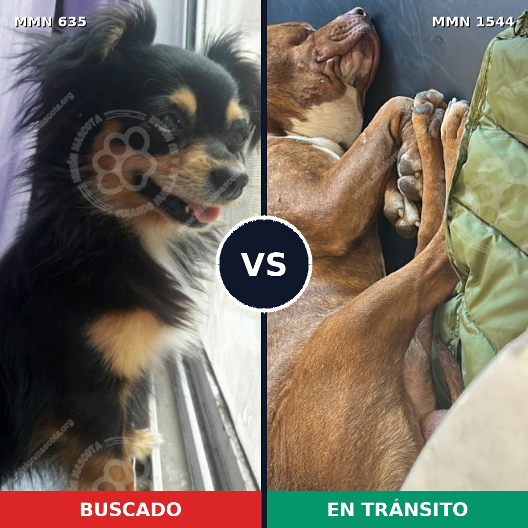 Comparativa MMS 29869: mascota perdida y mascota encontrada, 26% de similitud