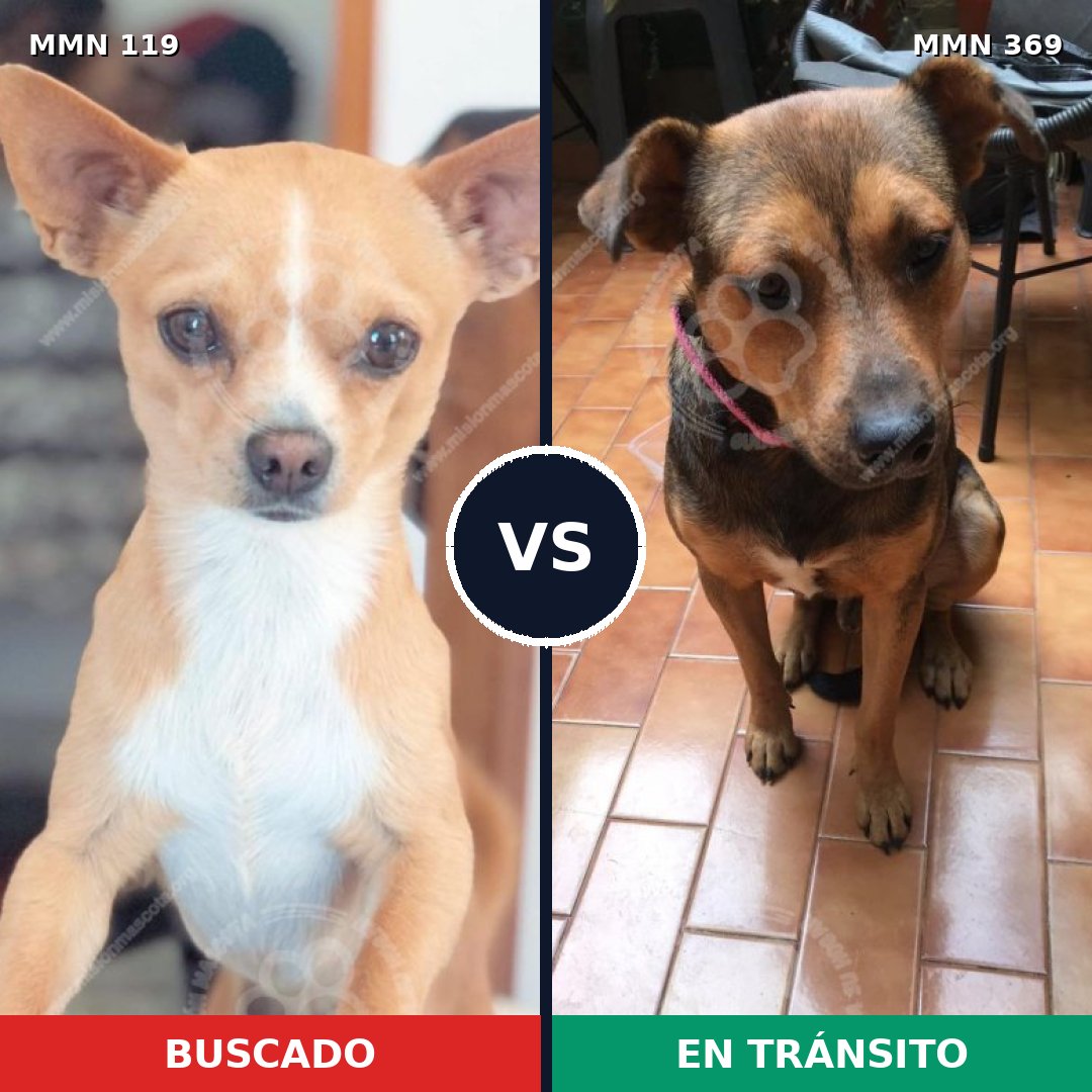 Comparativa MMS 2987: mascota perdida y mascota encontrada, 11% de similitud