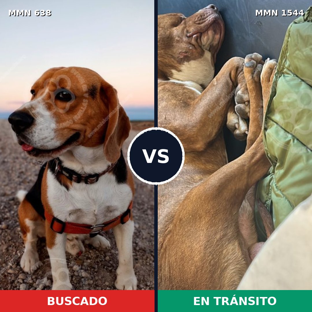 Comparativa MMS 29870: mascota perdida y mascota encontrada, 22% de similitud
