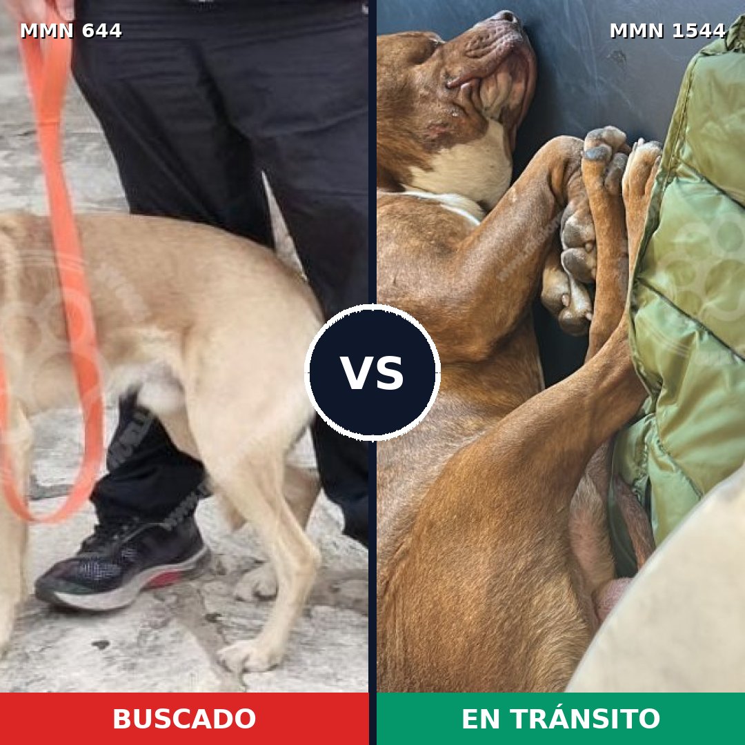 Comparativa MMS 29871: mascota perdida y mascota encontrada, 50% de similitud