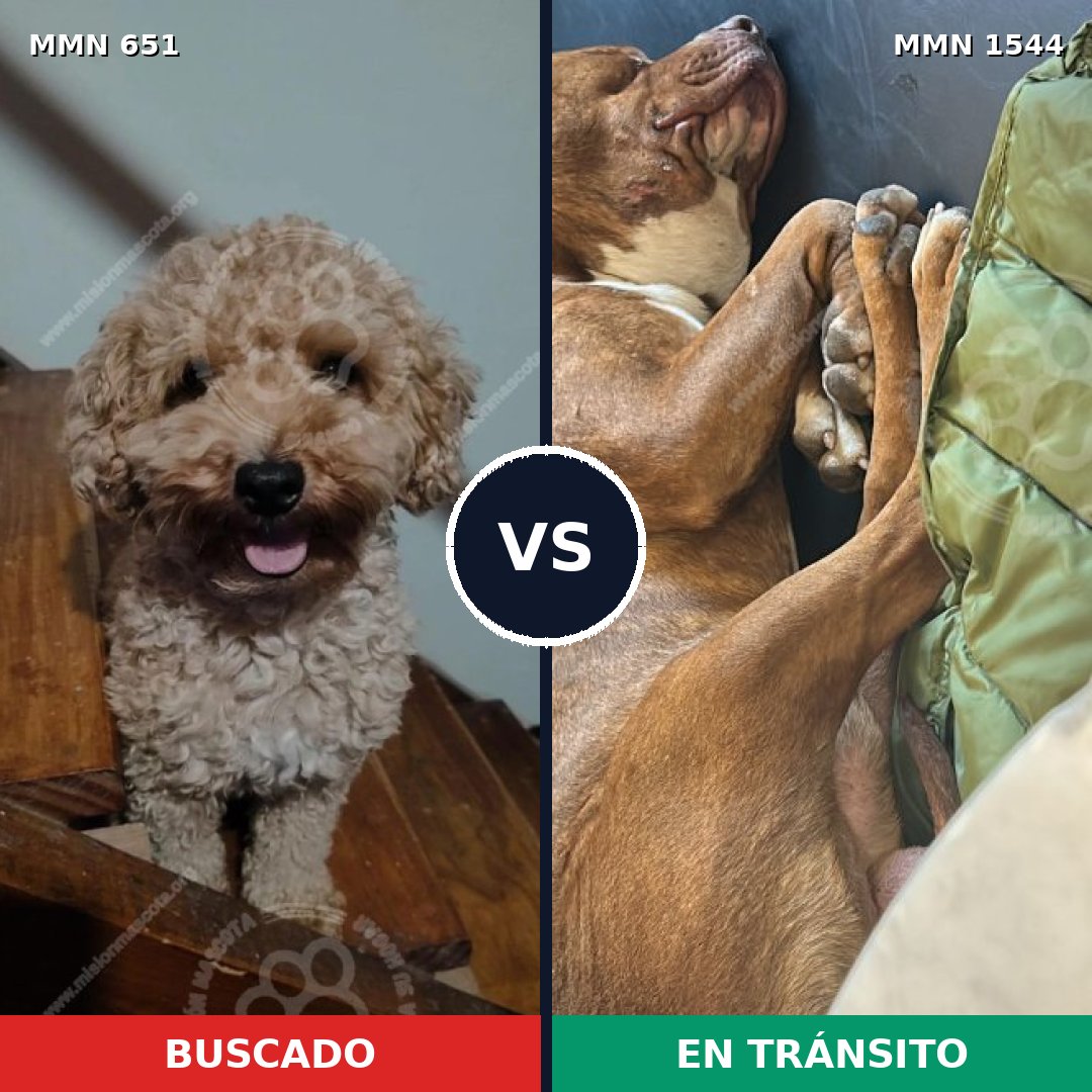 Comparativa MMS 29872: mascota perdida y mascota encontrada, 32% de similitud