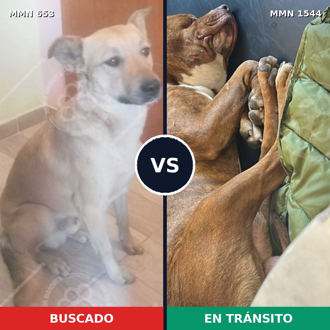 Comparativa MMS 29873: mascota perdida y mascota encontrada, 45% de similitud