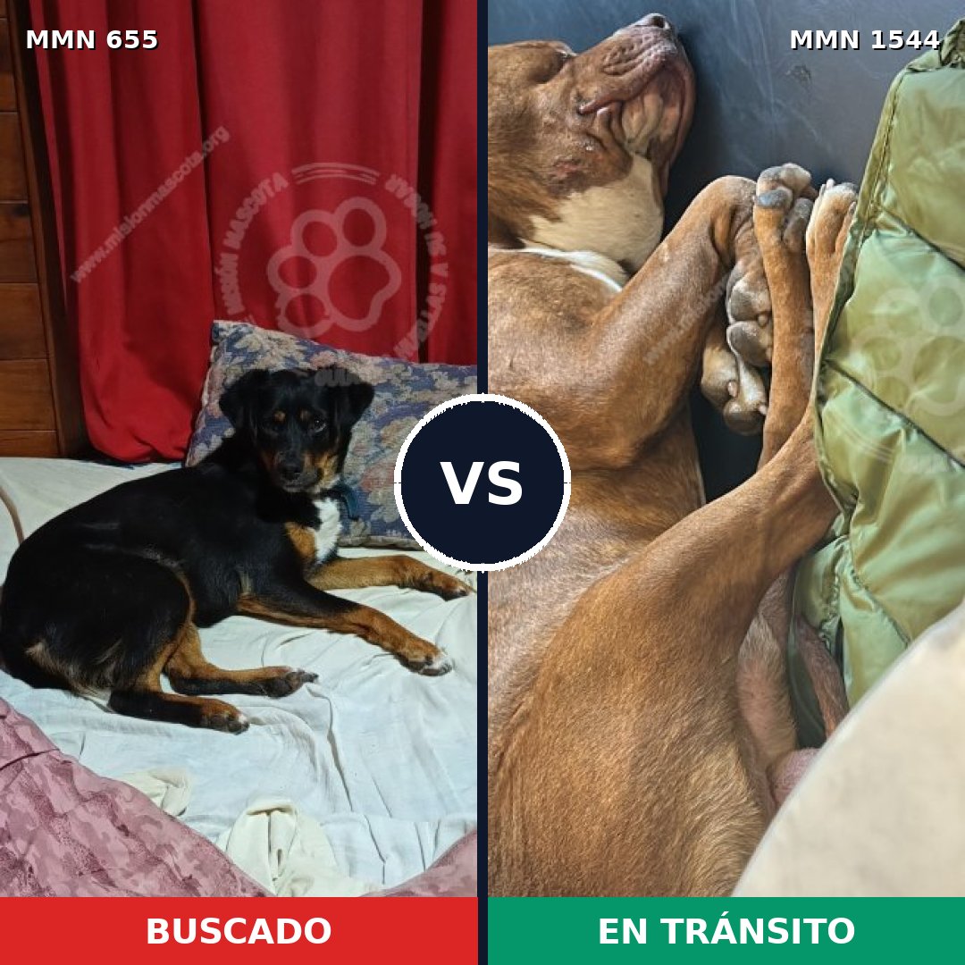 Comparativa MMS 29874: mascota perdida y mascota encontrada, 44% de similitud