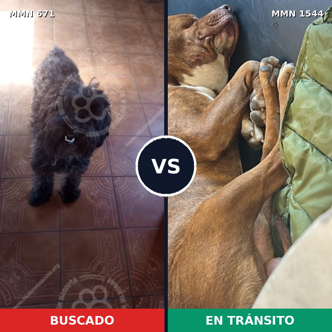 Comparativa MMS 29875: mascota perdida y mascota encontrada, 21% de similitud