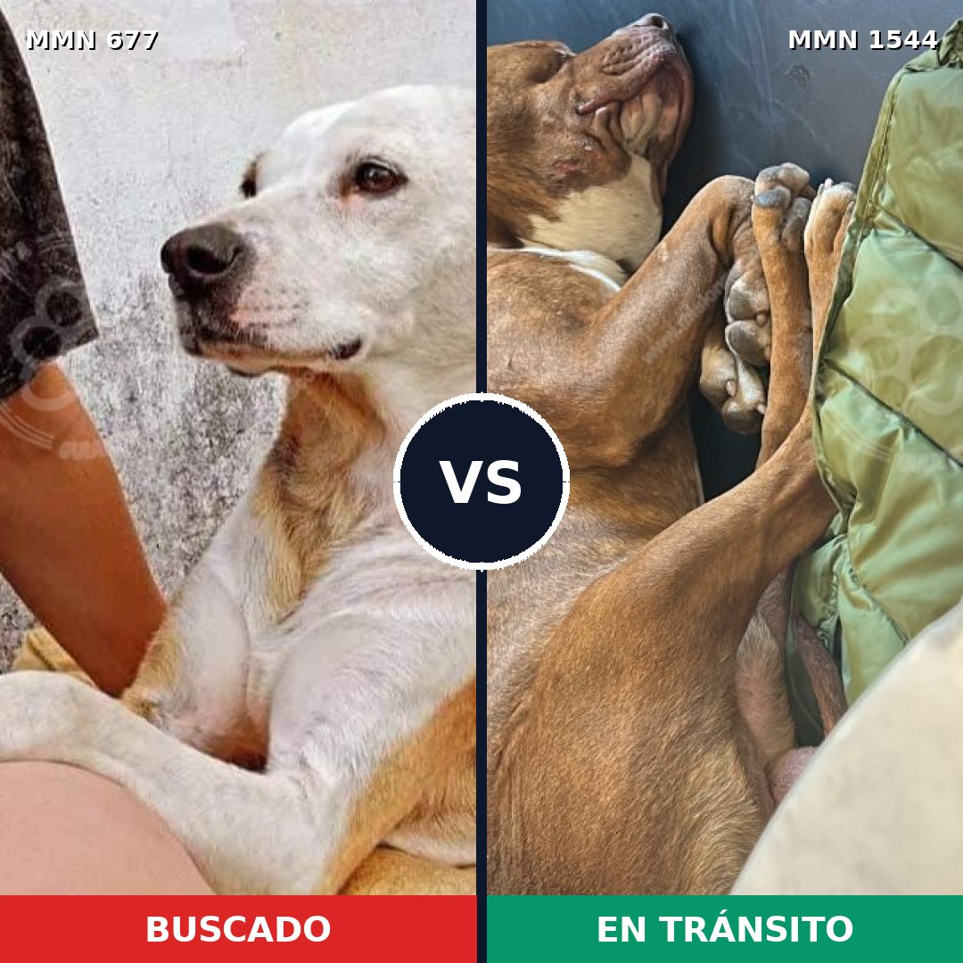Comparativa MMS 29876: mascota perdida y mascota encontrada, 37% de similitud
