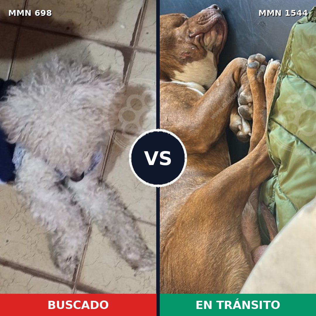 Comparativa MMS 29877: mascota perdida y mascota encontrada, 32% de similitud