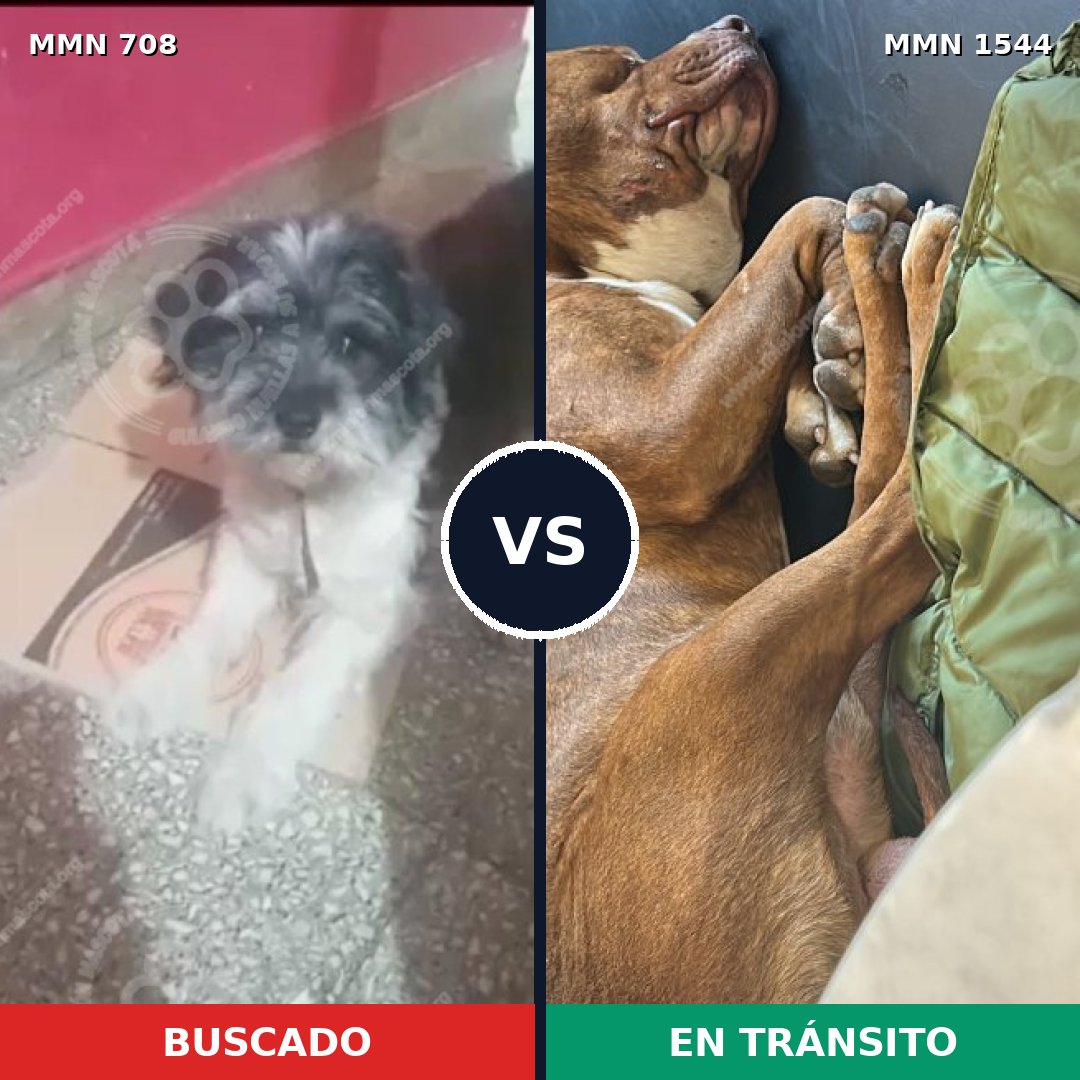 Comparativa MMS 29878: mascota perdida y mascota encontrada, 35% de similitud