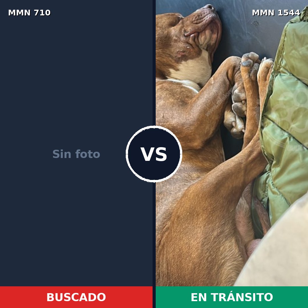 Comparativa MMS 29879: mascota perdida y mascota encontrada, 38% de similitud