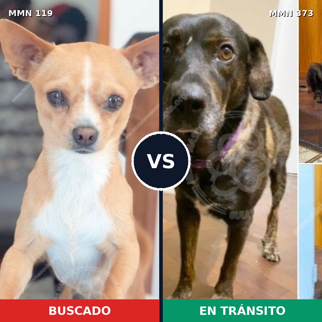 Comparativa MMS 2988: mascota perdida y mascota encontrada, 10% de similitud
