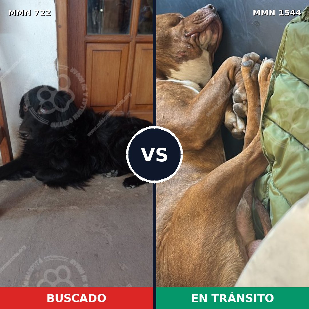 Comparativa MMS 29880: mascota perdida y mascota encontrada, 31% de similitud