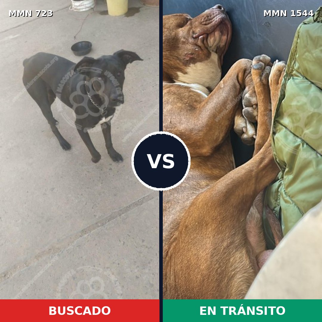 Comparativa MMS 29881: mascota perdida y mascota encontrada, 44% de similitud