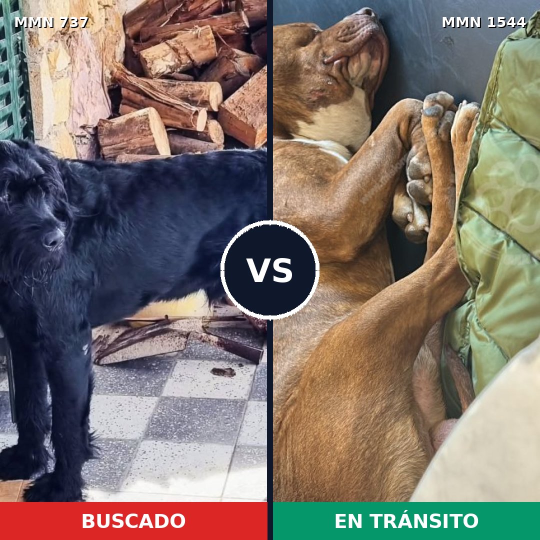 Comparativa MMS 29882: mascota perdida y mascota encontrada, 29% de similitud