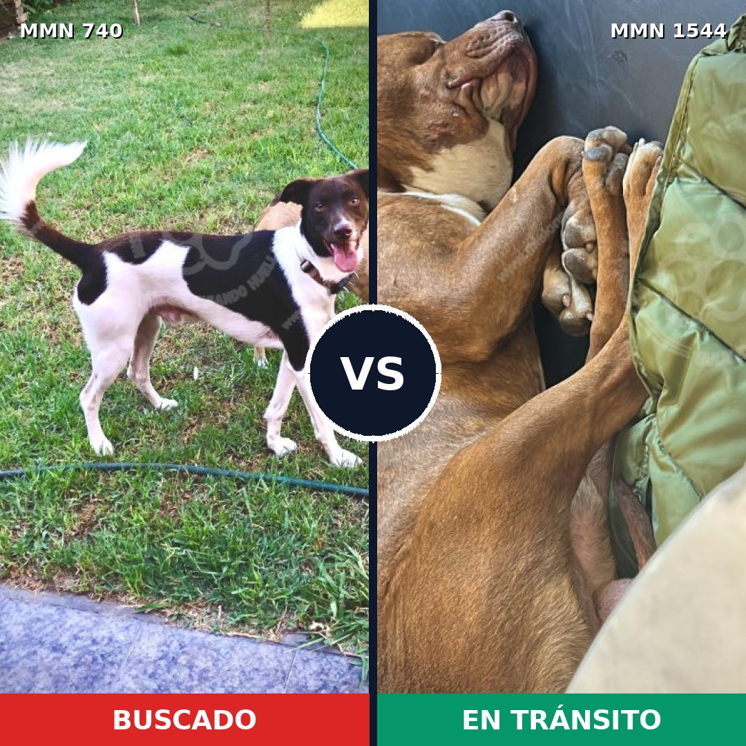 Comparativa MMS 29883: mascota perdida y mascota encontrada, 35% de similitud