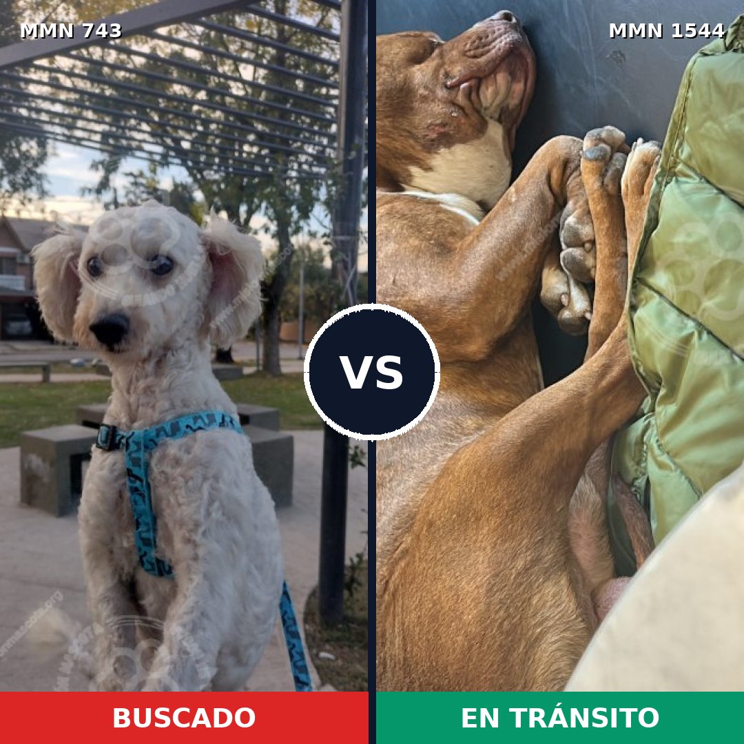 Comparativa MMS 29884: mascota perdida y mascota encontrada, 43% de similitud