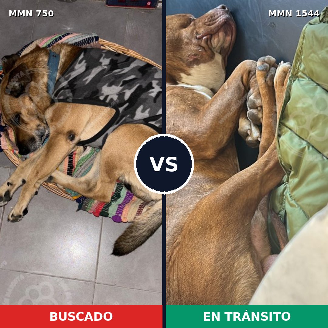 Comparativa MMS 29885: mascota perdida y mascota encontrada, 33% de similitud