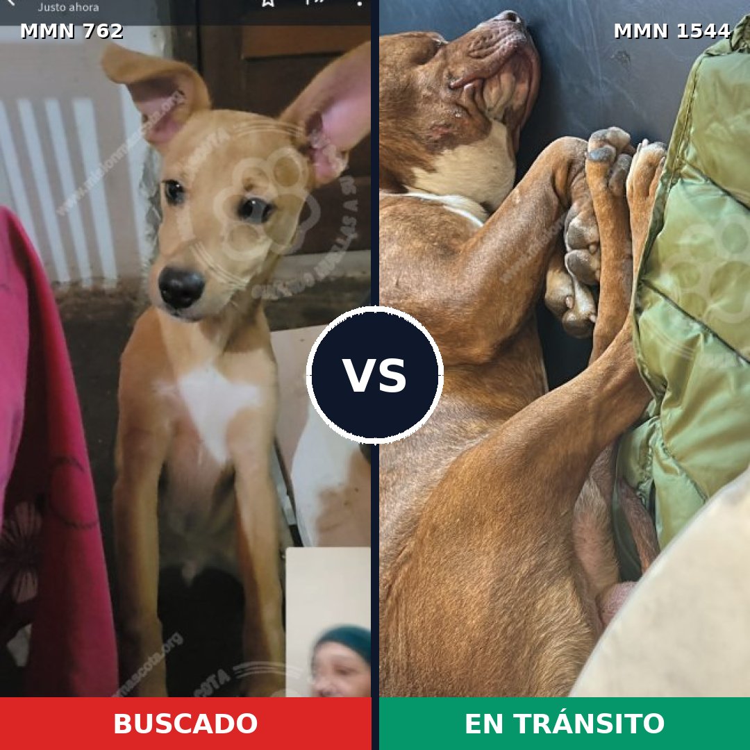 Comparativa MMS 29886: mascota perdida y mascota encontrada, 51% de similitud