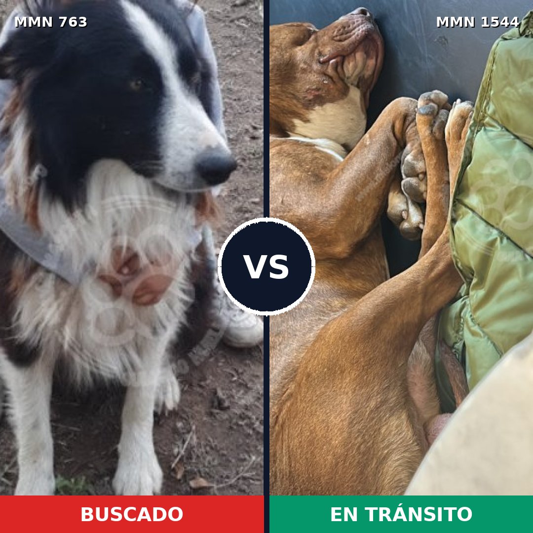 Comparativa MMS 29887: mascota perdida y mascota encontrada, 29% de similitud