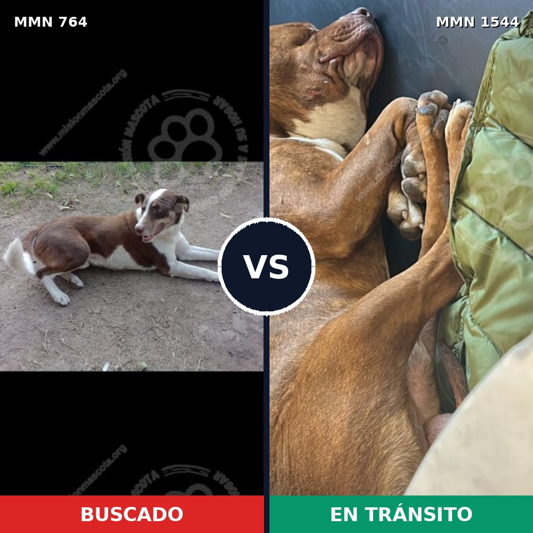 Comparativa MMS 29888: mascota perdida y mascota encontrada, 54% de similitud