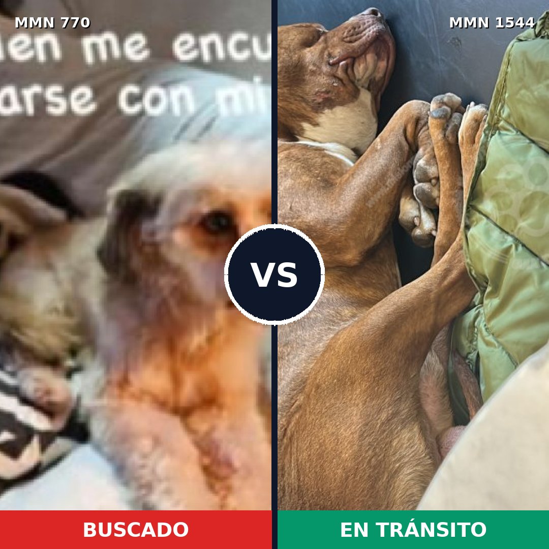 Comparativa MMS 29889: mascota perdida y mascota encontrada, 34% de similitud