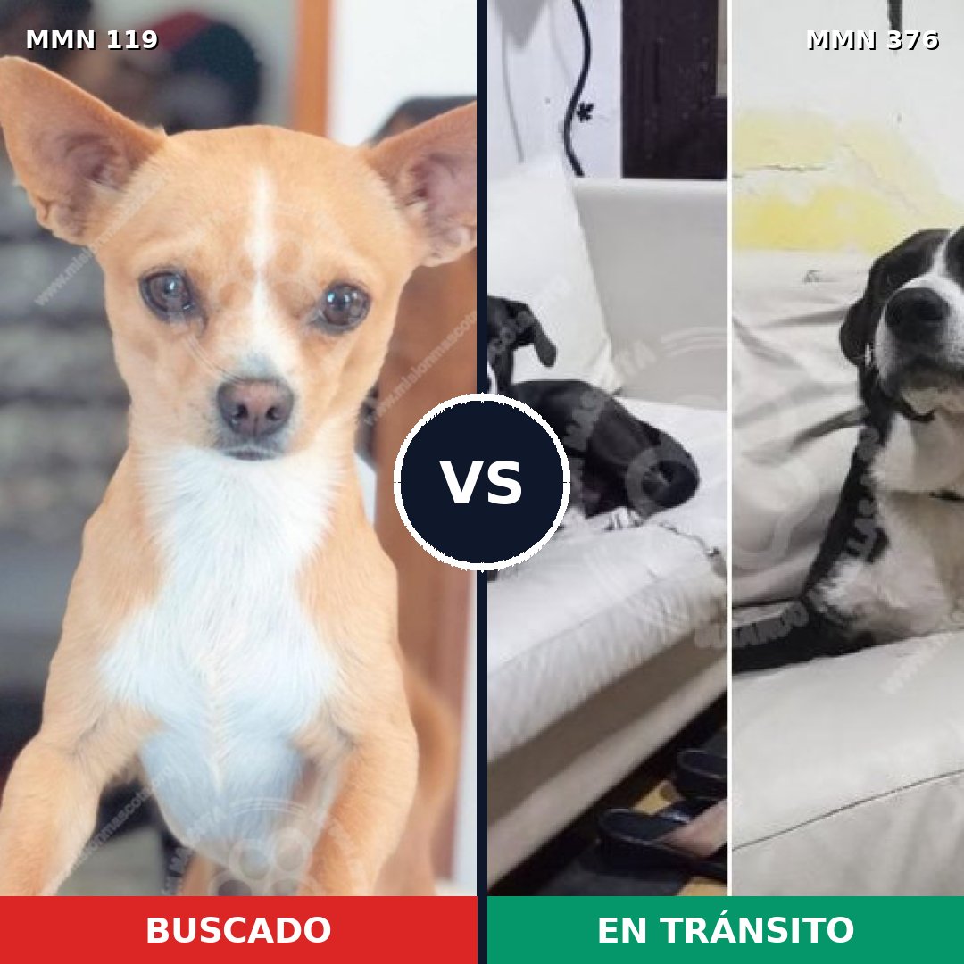 Comparativa MMS 2989: mascota perdida y mascota encontrada, 26% de similitud