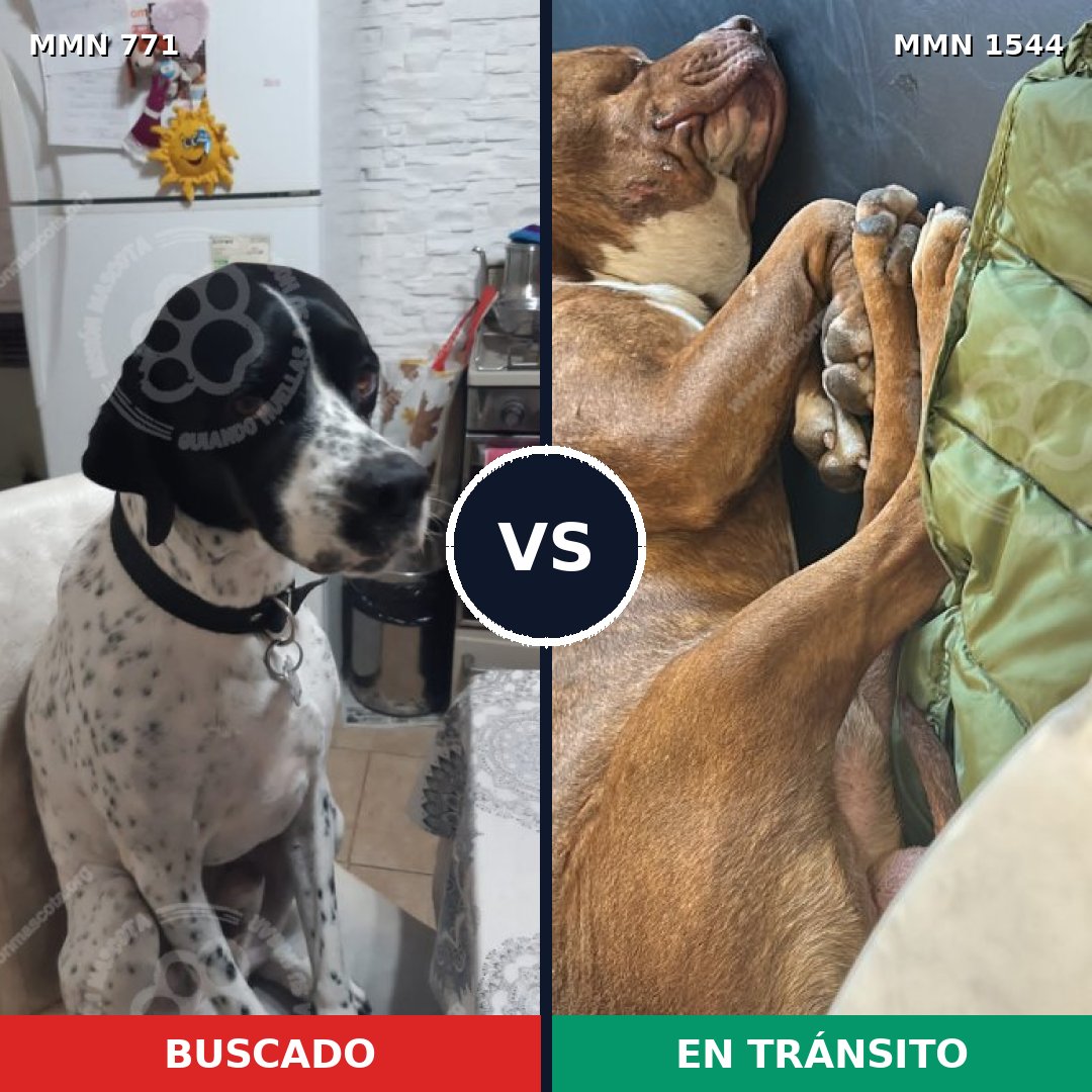 Comparativa MMS 29890: mascota perdida y mascota encontrada, 55% de similitud