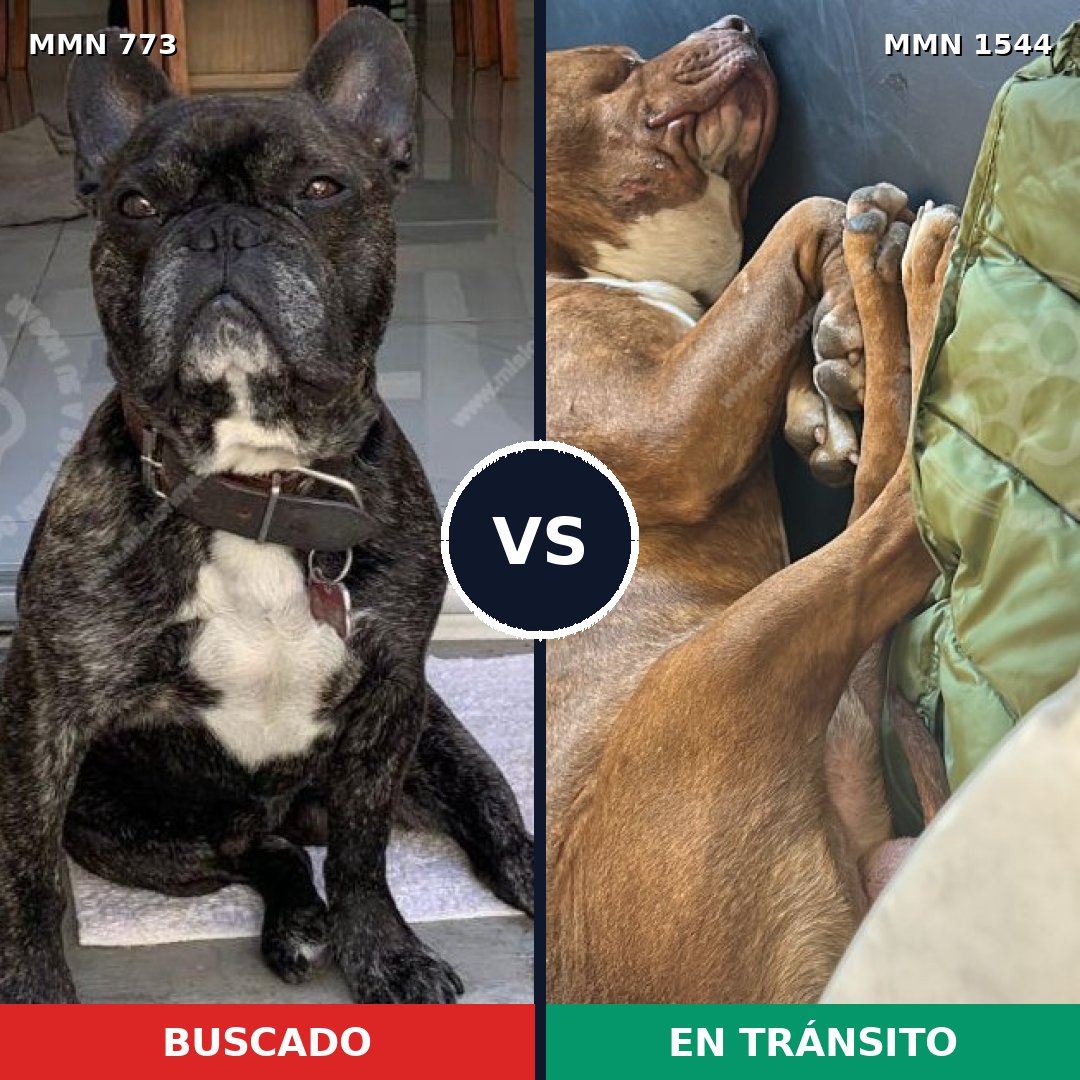 Comparativa MMS 29891: mascota perdida y mascota encontrada, 34% de similitud