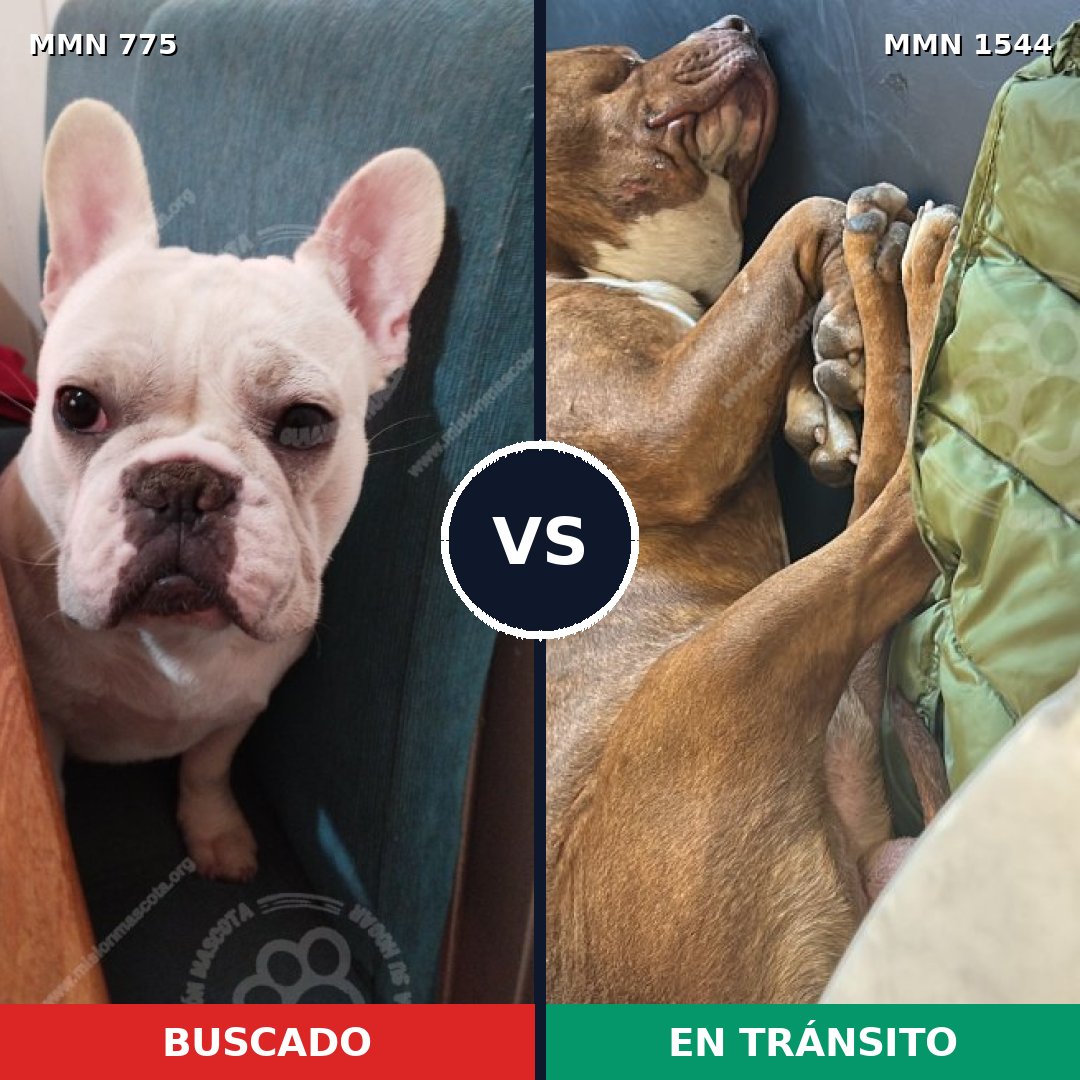 Comparativa MMS 29892: mascota perdida y mascota encontrada, 34% de similitud