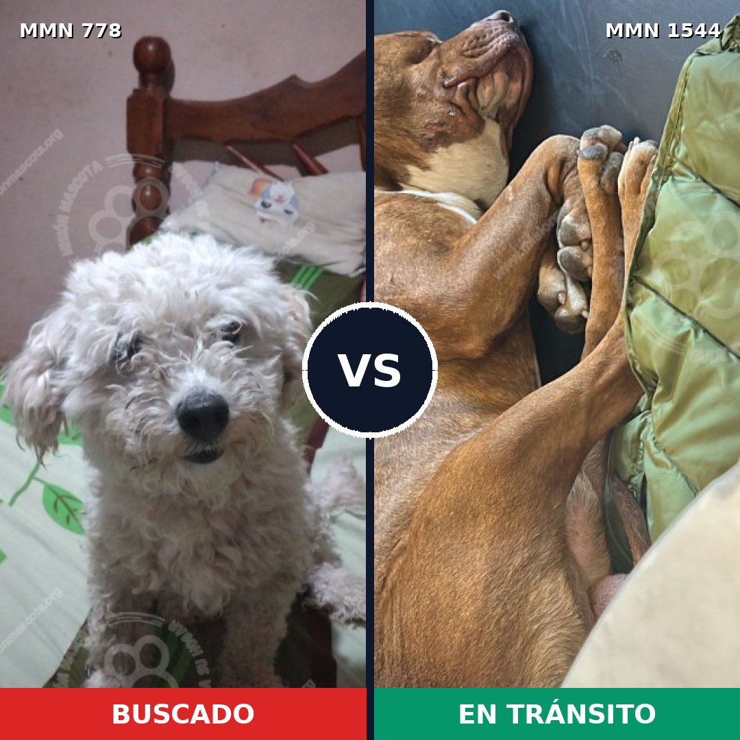 Comparativa MMS 29893: mascota perdida y mascota encontrada, 34% de similitud