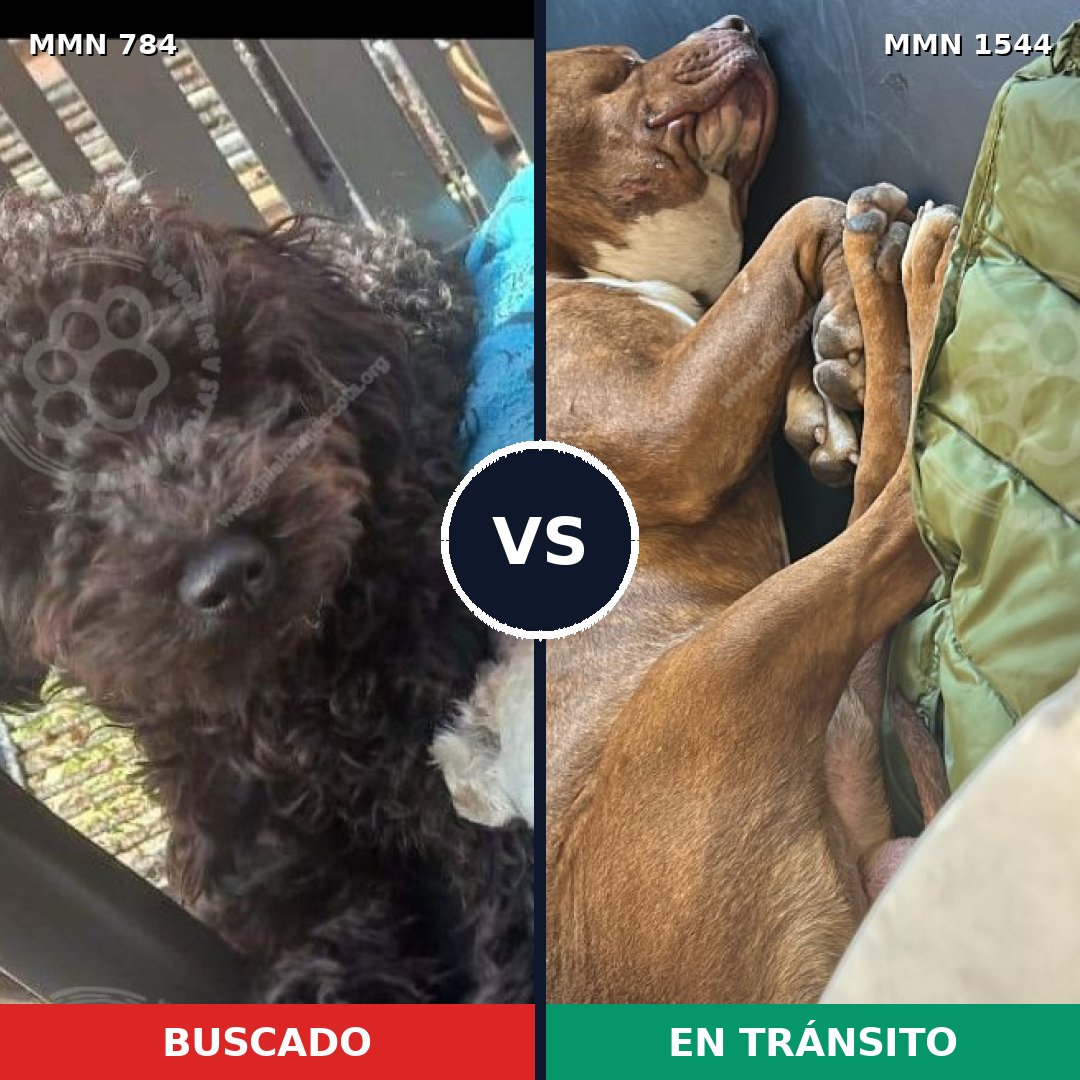 Comparativa MMS 29894: mascota perdida y mascota encontrada, 28% de similitud