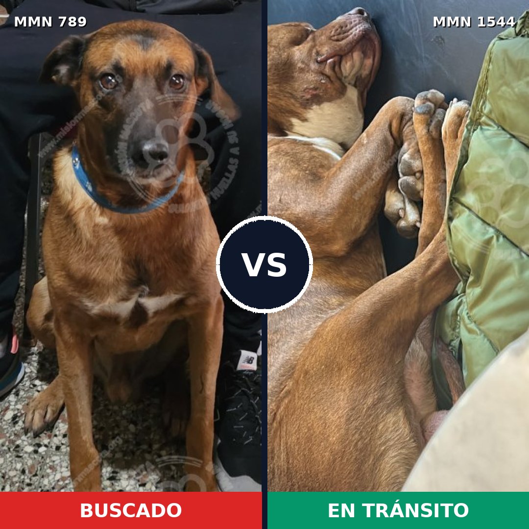 Comparativa MMS 29895: mascota perdida y mascota encontrada, 46% de similitud