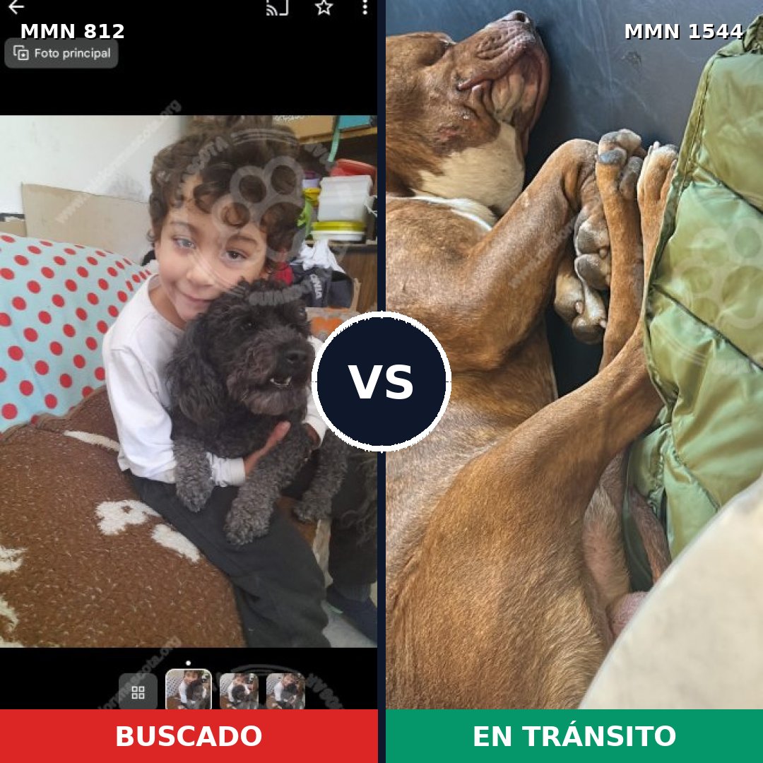 Comparativa MMS 29897: mascota perdida y mascota encontrada, 21% de similitud