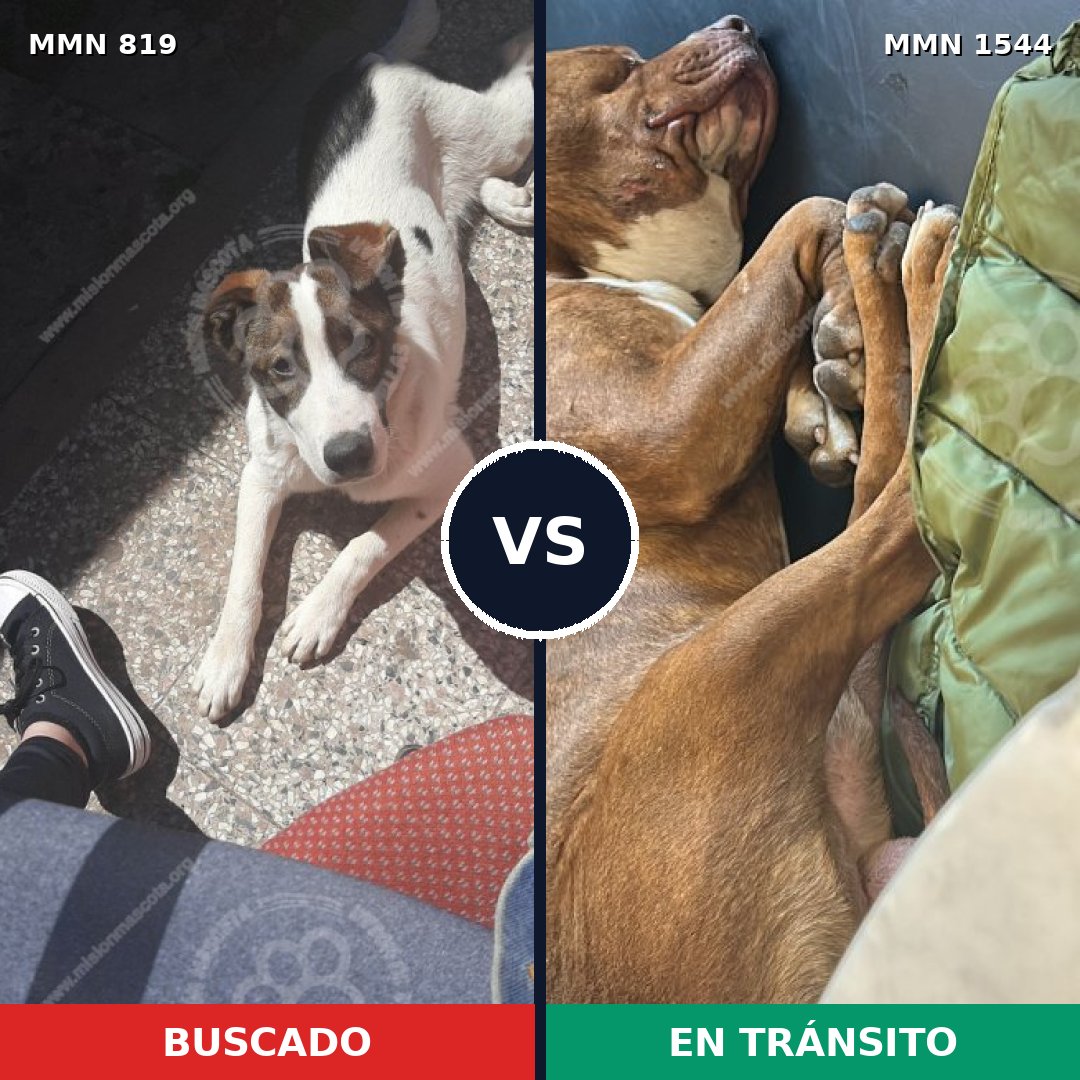 Comparativa MMS 29898: mascota perdida y mascota encontrada, 43% de similitud