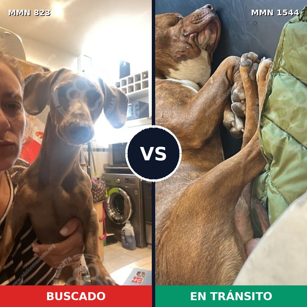 Comparativa MMS 29899: mascota perdida y mascota encontrada, 24% de similitud