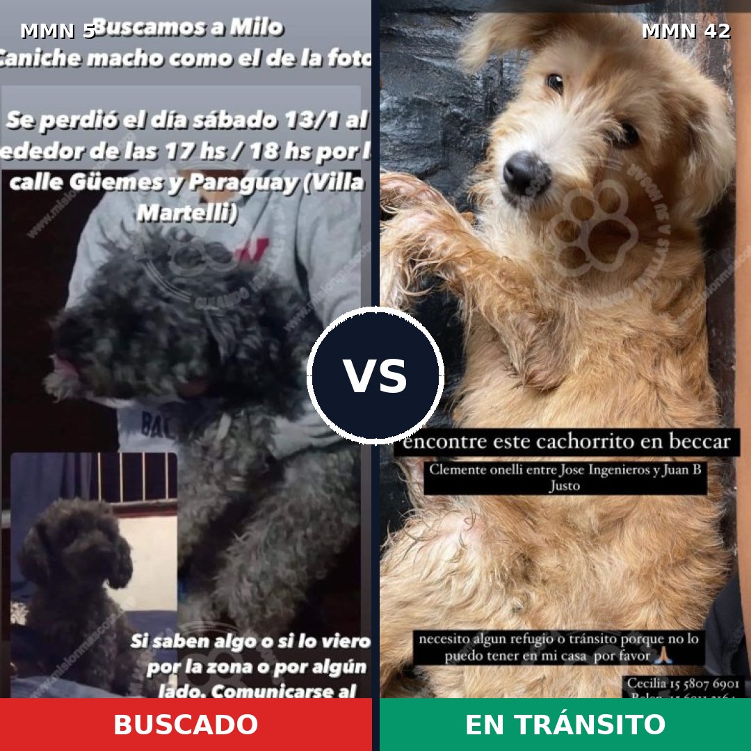 Comparativa MMS 299: mascota perdida y mascota encontrada, 40% de similitud