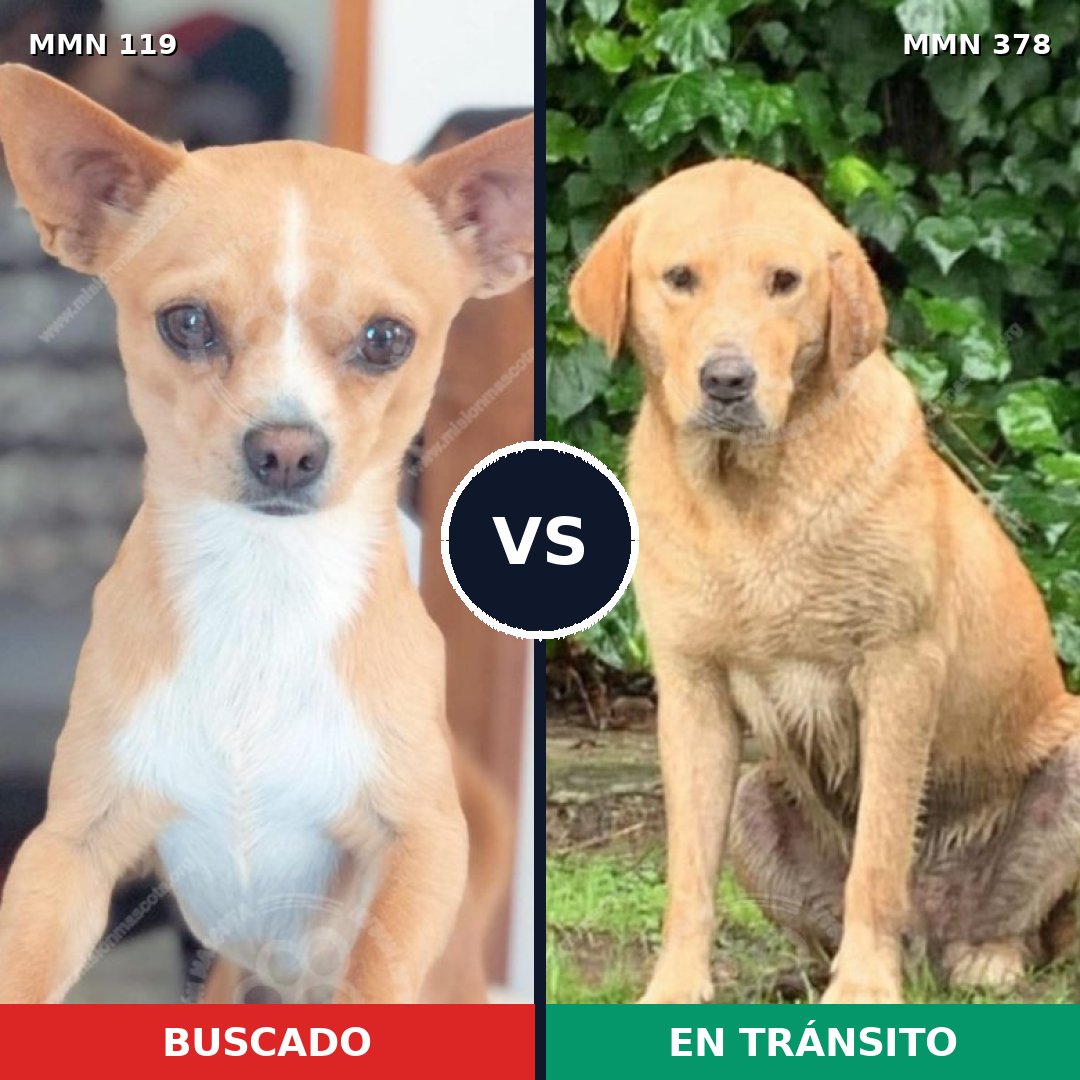 Comparativa MMS 2990: mascota perdida y mascota encontrada, 33% de similitud