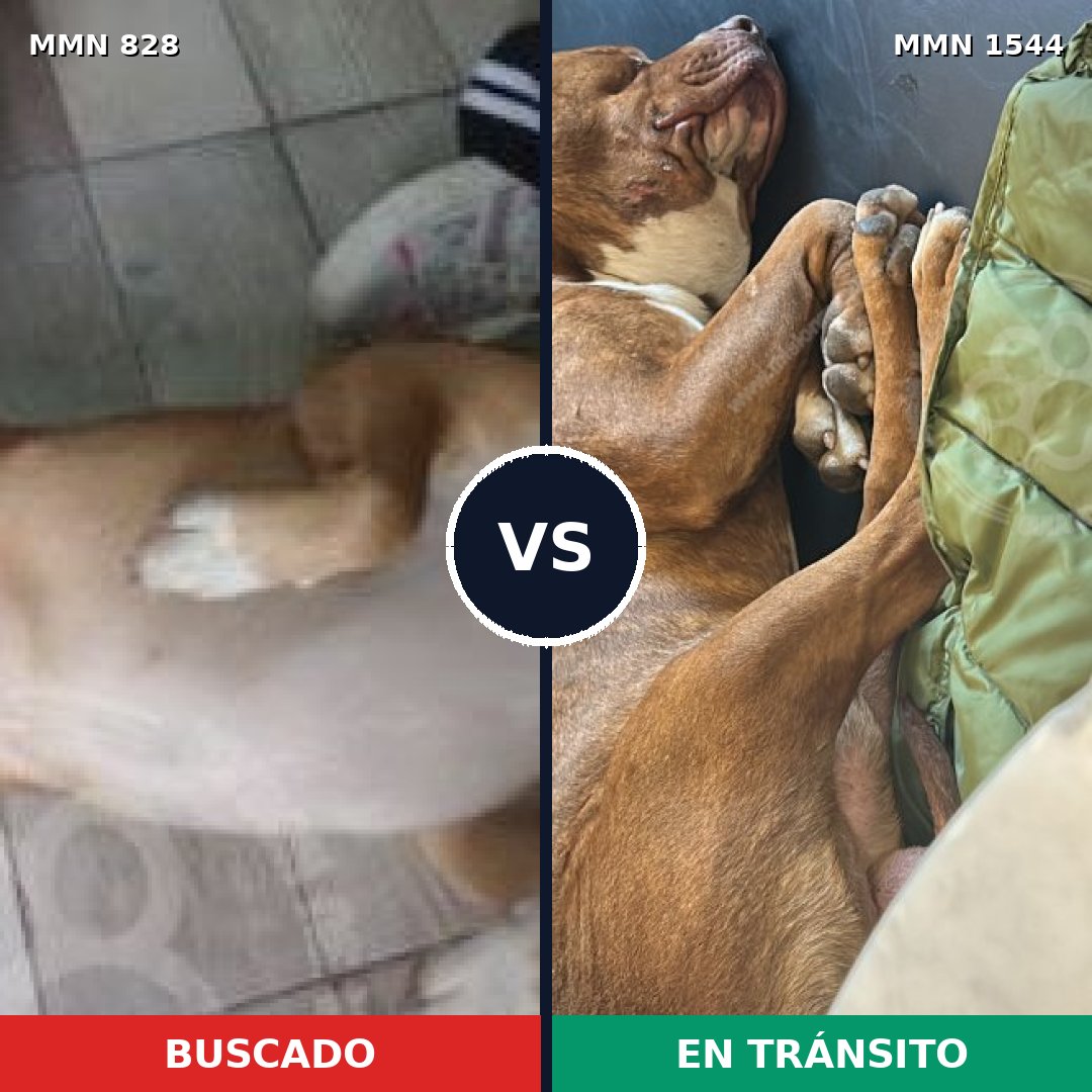 Comparativa MMS 29900: mascota perdida y mascota encontrada, 54% de similitud