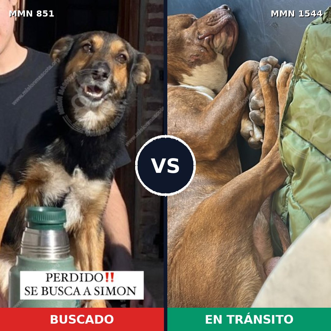 Comparativa MMS 29901: mascota perdida y mascota encontrada, 40% de similitud