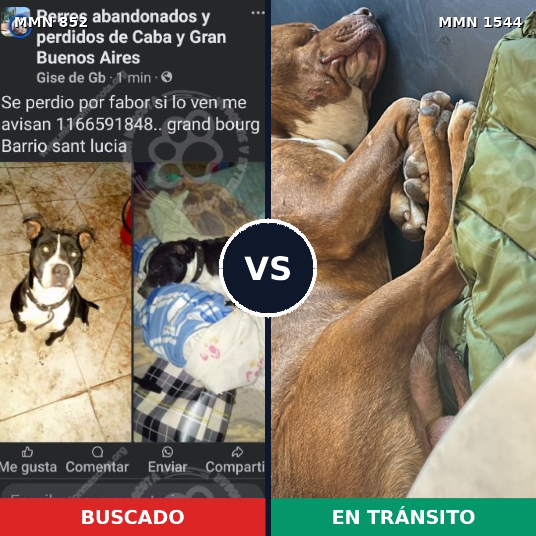 Comparativa MMS 29902: mascota perdida y mascota encontrada, 82% de similitud