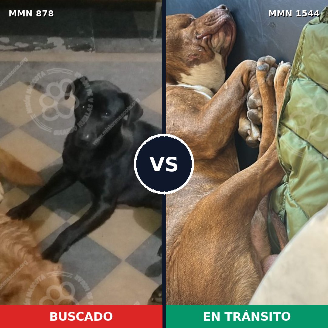 Comparativa MMS 29904: mascota perdida y mascota encontrada, 40% de similitud