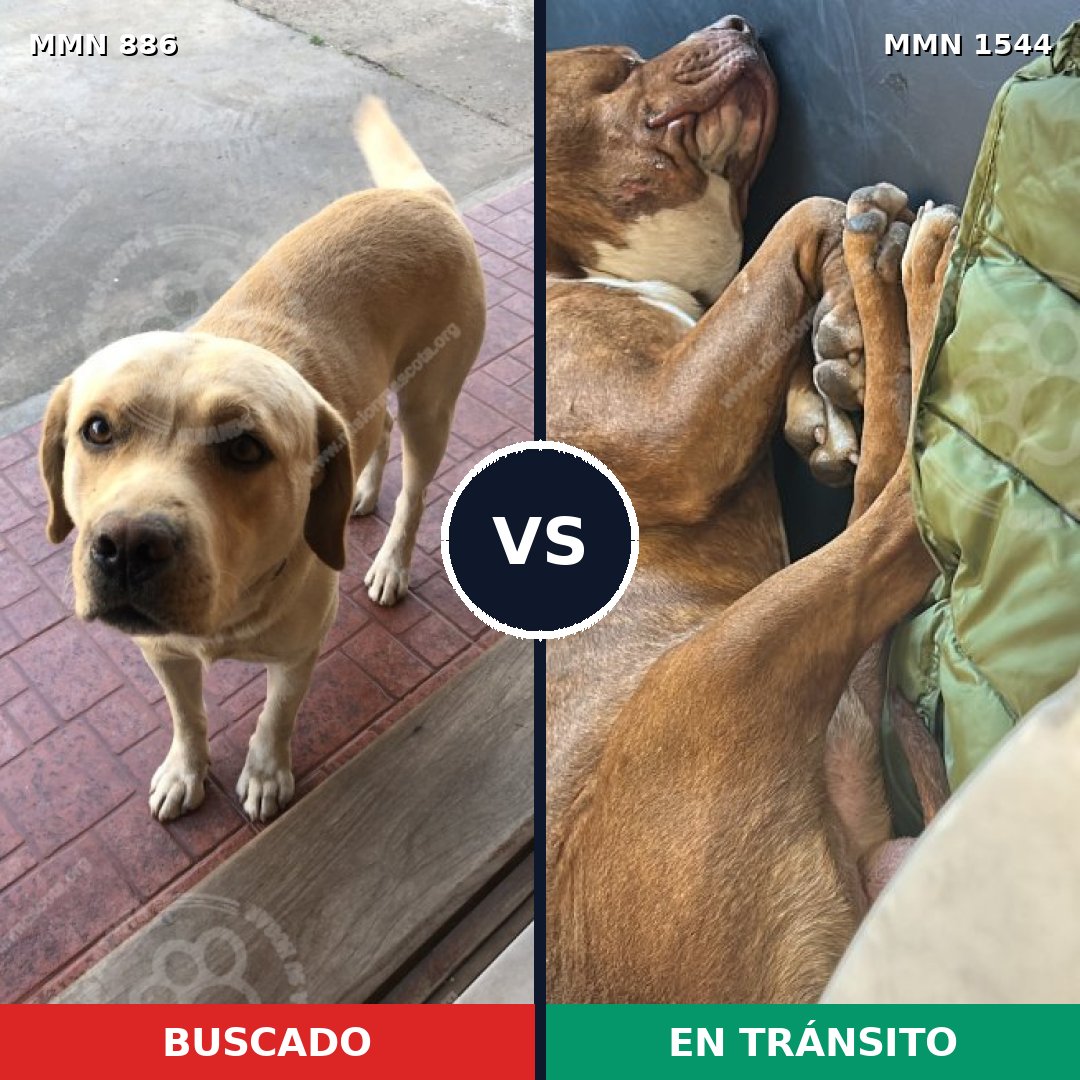 Comparativa MMS 29905: mascota perdida y mascota encontrada, 36% de similitud