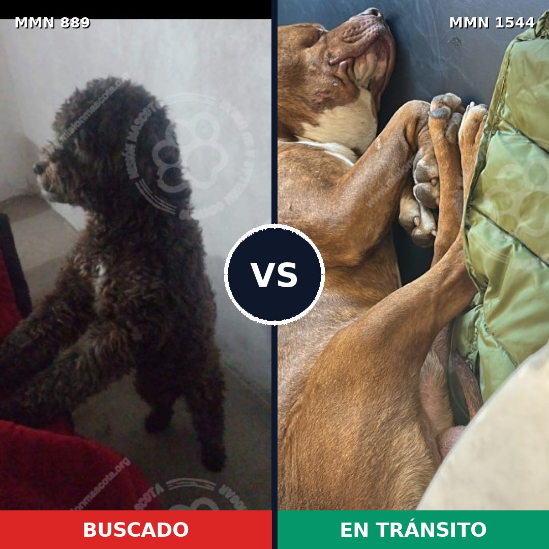 Comparativa MMS 29906: mascota perdida y mascota encontrada, 32% de similitud