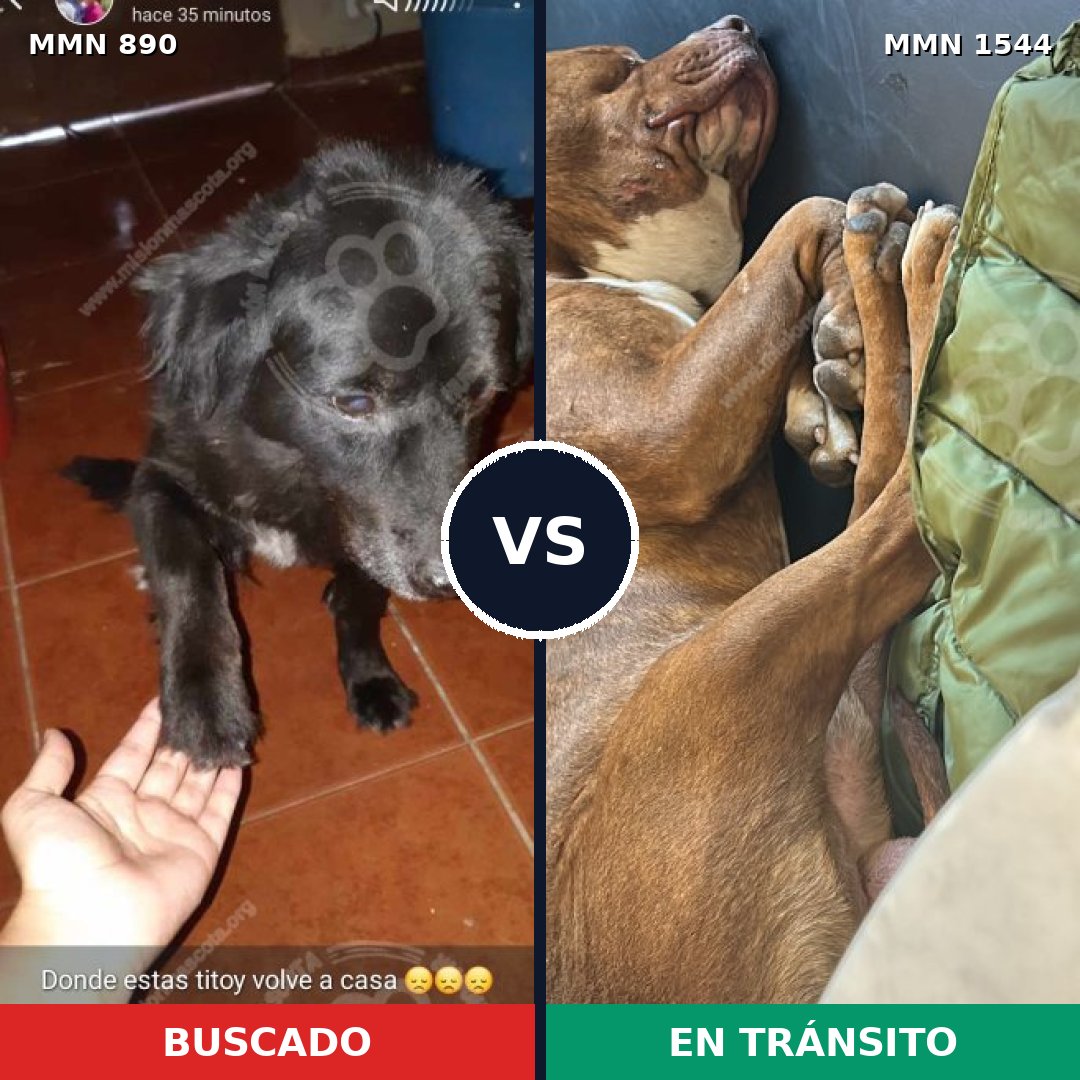Comparativa MMS 29907: mascota perdida y mascota encontrada, 31% de similitud
